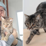 modern-day-‘noah’-makes-it-his-mission-to-save-rare-cat-from-extinction:-‘moral-and-spiritual-obligation’