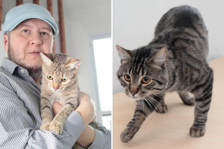 modern-day-‘noah’-makes-it-his-mission-to-save-rare-cat-from-extinction:-‘moral-and-spiritual-obligation’