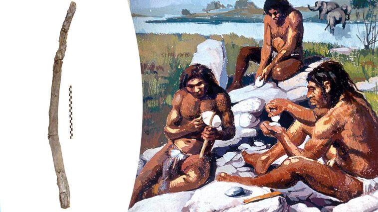 oldest-handheld-wooden-tools-ever?-ancient-artifacts-preserved-in-mud-mystify-archaeologists