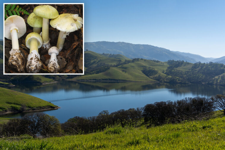 ‘death-cap’-mushrooms-kill-4-in-california-as-toxic-fungi-thrive-in-freak-weather