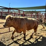 flesh-eating-parasite-sparks-disaster-declaration-in-texas