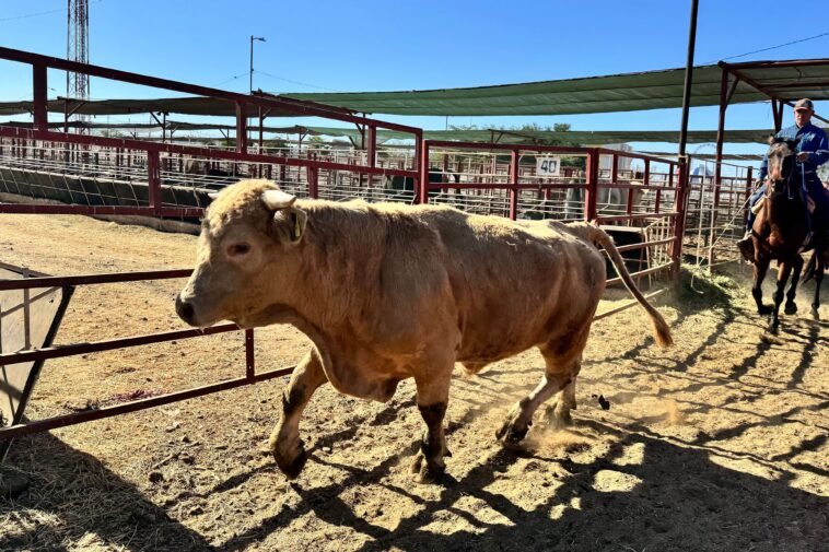 flesh-eating-parasite-sparks-disaster-declaration-in-texas