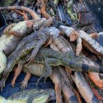 over-5,000-cold-stunned-iguanas-removed-in-two-days-during-state’s-record-freeze