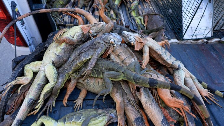 over-5,000-cold-stunned-iguanas-removed-in-two-days-during-state’s-record-freeze