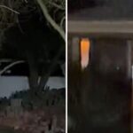 investigators,-one-wearing-blue-gloves,-carry-out-late-night-search-of-home-of-savannah-guthrie’s-sister-–-mysterious-silver-briefcase-also-emerges-as-authorities-take-photos-(video)