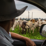 the-single-crushing-problem-american-cattle-ranchers-wish-trump-would-fix-instead