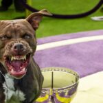 pit-bull-wins-westminster-dog-show-after-killing-all-the-other-contestants
