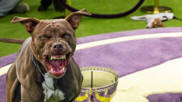 pit-bull-wins-westminster-dog-show-after-killing-all-the-other-contestants