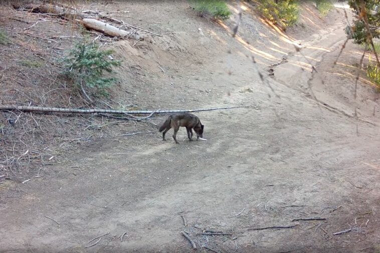 dangerous-beast-spotted-for-the-first-time-in-100-years-in-la-county-after-being-wiped-out