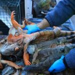 watch:-florida-reptile-wranglers-round-up-thousands-of-‘cold-stunned’-iguanas