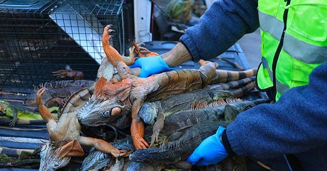 watch:-florida-reptile-wranglers-round-up-thousands-of-‘cold-stunned’-iguanas