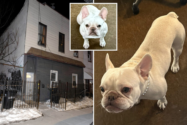 nyc-home-invaders-steal-adorable-french-bulldog-coco-in-$8k-pokemon-heist:-sources