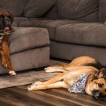 ring’s-ai-search-party-helps-find-lost-dogs-faster