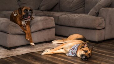 ring’s-ai-search-party-helps-find-lost-dogs-faster