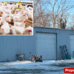 long-islanders-cry-fowl-on-plan-to-build-farm-with-6k-chickens-next-door:-‘i’ll-move’