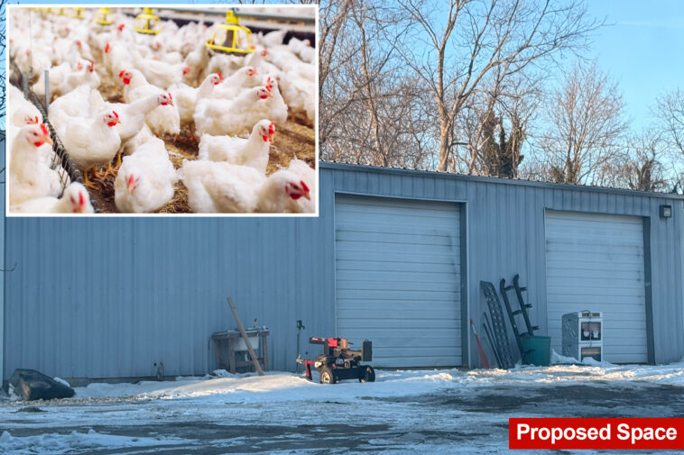 long-islanders-cry-fowl-on-plan-to-build-farm-with-6k-chickens-next-door:-‘i’ll-move’