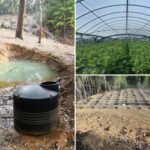 illegal-cannabis-farms-poison-california’s-forests:-‘ticking-environmental-time-bomb’