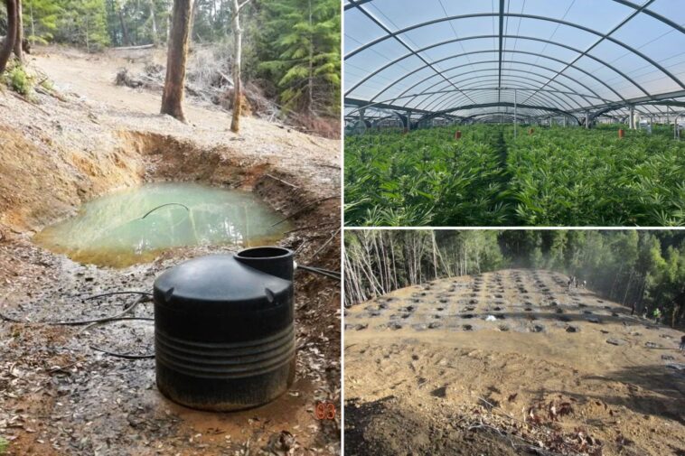 illegal-cannabis-farms-poison-california’s-forests:-‘ticking-environmental-time-bomb’