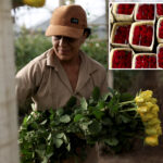 us-tariffs-threaten-major-colombian-flower-exporter-amid-valentine’s-day demand