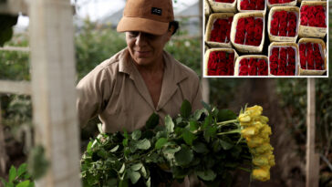us-tariffs-threaten-major-colombian-flower-exporter-amid-valentine’s-day demand