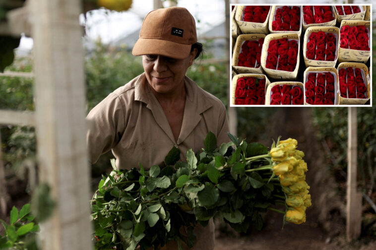 us-tariffs-threaten-major-colombian-flower-exporter-amid-valentine’s-day demand