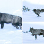 highly-elusive-animal-spotted-for-the-first-time-ever-in-california-mountains