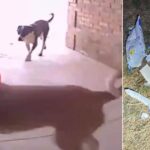 cops-post-‘pooch-pirate-alert’-showing-‘good-boys-gone-bad’