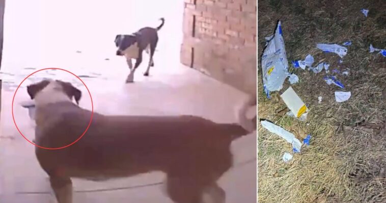 cops-post-‘pooch-pirate-alert’-showing-‘good-boys-gone-bad’