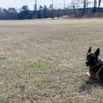 k-9-hit-by-vehicle-during-bank-robbery-chase-keeps-going-and-helps-capture-suspect