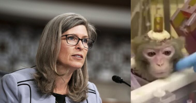 sen.-joni-ernst-and-white-coat-waste-hammer-pentagon-funded-labs-for-hiding-spending-on-octopus-hypnosis,-monkey-mind-reading,-and-mouse-mrna-tests-in-violation-of-federal-law