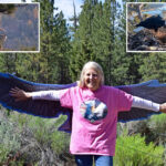 voice-of-famed-big-bear-bald-eagle-cam-tragically-passes-away-after-delighting-viewers-for-a-decade