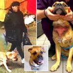 poor-pooch-ditched-by-owner-at-ny-cemetery-with-slit-throat-—-now-he’s-up-for-adoption:-da