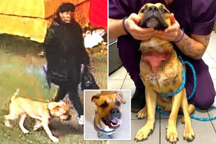 poor-pooch-ditched-by-owner-at-ny-cemetery-with-slit-throat-—-now-he’s-up-for-adoption:-da