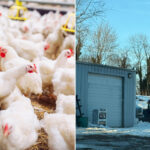 long-island-animal-activists-blast-planned-egg-farm-as-chicken-‘factory’