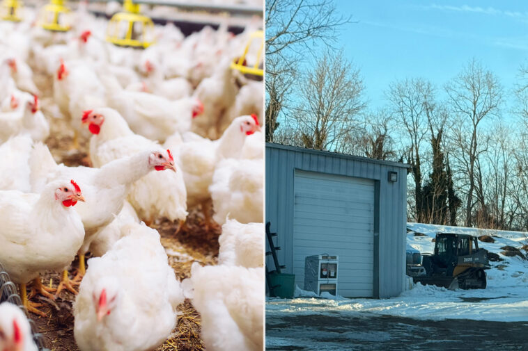 long-island-animal-activists-blast-planned-egg-farm-as-chicken-‘factory’