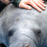 watch:-floridians-dig-up-street-to-rescue-400-pound-manatee-trapped-in-storm-drain