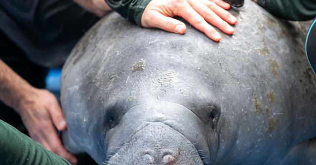 watch:-floridians-dig-up-street-to-rescue-400-pound-manatee-trapped-in-storm-drain