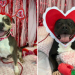 la-shelter-dogs-dressed-for-valentine’s-day-to-charm-their-way-into-forever-homes