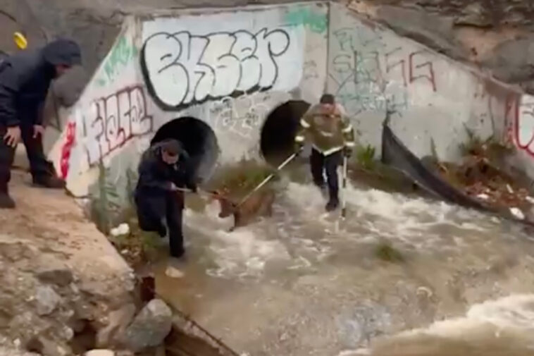 video-shows-firefighters-working-to-rescue-dog-stuck-in-storm-drain-after-heavy-socal-rains