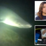 divers-come-face-to-face-with-extremely-rare-deep-water-shark-off-california:-‘terrifying’