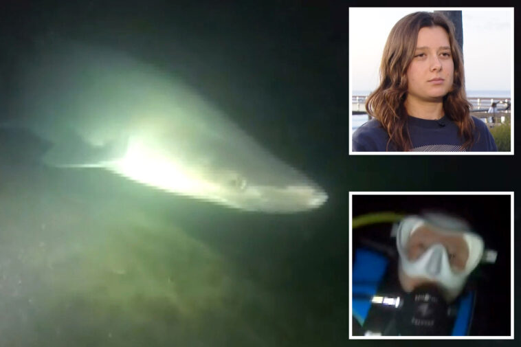 divers-come-face-to-face-with-extremely-rare-deep-water-shark-off-california:-‘terrifying’