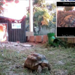 pet-tortoise-makes-slowest-speedy-escape-from-caught-on-camera-shed-fire:-‘sport-mode-unlocked’