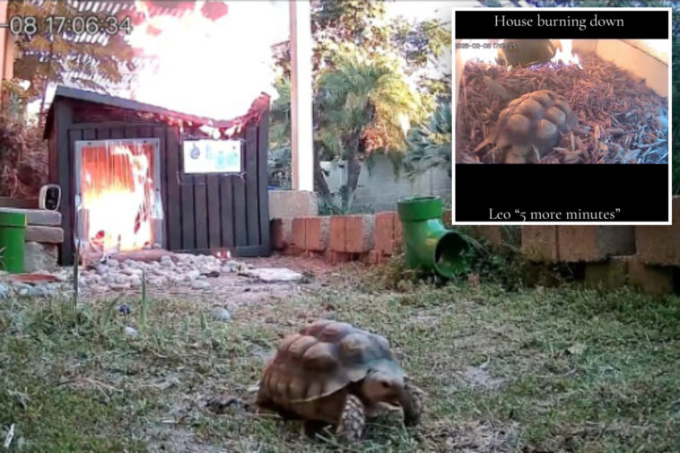 pet-tortoise-makes-slowest-speedy-escape-from-caught-on-camera-shed-fire:-‘sport-mode-unlocked’