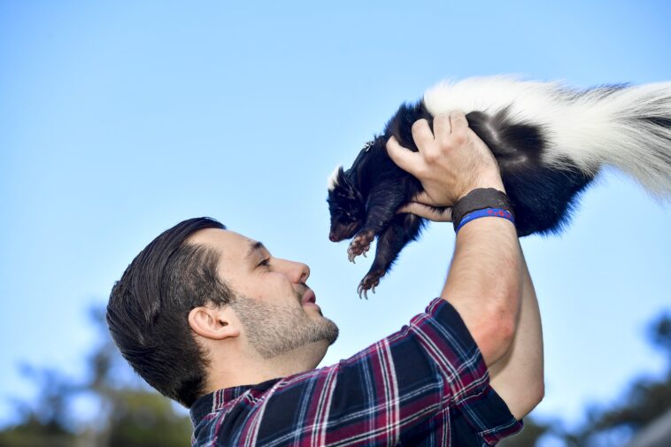skunk-mating-season-brings-chaos-to-ca-neighborhood:-‘unwanted-for-valentine’s-day’