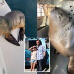 sick-sea-lion-pup-rescued-after-hitching-a-ride-on-family’s-boat-to-socal-shore