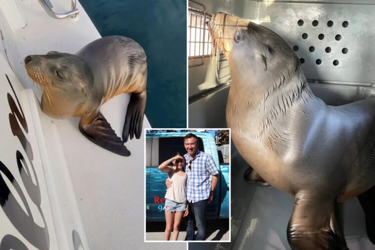 sick-sea-lion-pup-rescued-after-hitching-a-ride-on-family’s-boat-to-socal-shore