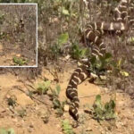 incredible-moment-snakes-spotted-in-lover’s-embrace-on-valentine’s-day