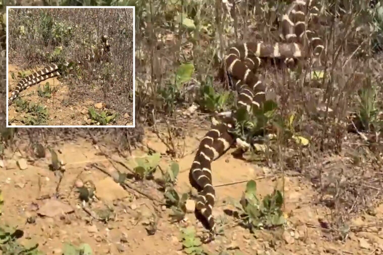 incredible-moment-snakes-spotted-in-lover’s-embrace-on-valentine’s-day
