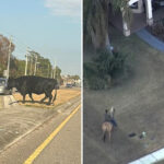 cow-on-the-loose-in-florida-suburb-roped-by-horseback-hero