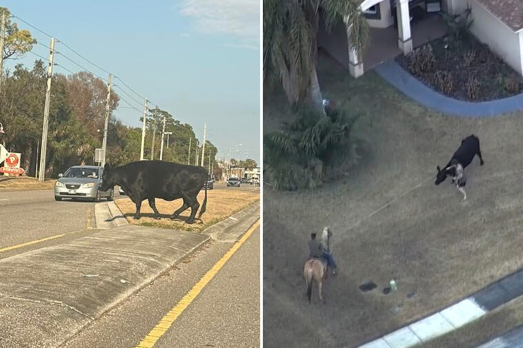 cow-on-the-loose-in-florida-suburb-roped-by-horseback-hero